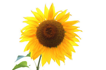 The Sunflower with the sun on the background
