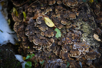fungus  on a tree in the forest 