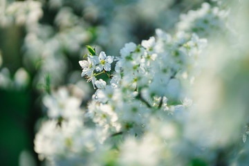 Weiße Kirschblüten im Gegenlicht