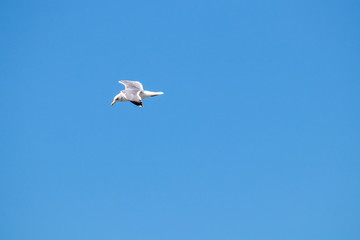 dynamic flying seagull on the sky