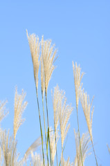 Amur silvergras (Miscanthus sacchariflorus), is a genus of African, Eurasian, and Pacific Island plants in the grass family. Tall grass flowering in August against the background of a clear blue sky.