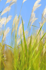 Fototapeta premium Amur silvergras (Miscanthus sacchariflorus), is a genus of African, Eurasian, and Pacific Island plants in the grass family. Tall grass flowering in August against the background of a clear blue sky.