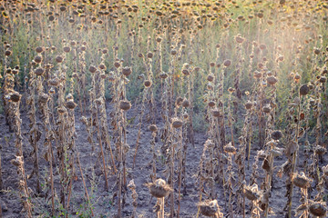 Withered sunflowers in the autumn field. Mature dry sunflowers are ready for harvest. Bad harvest of sunflower on the field. Blackened unclean abandoned bad harvest