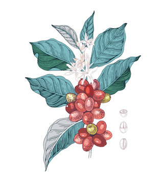 Hand drawn illustration of Coffee branch with seeds, fruits and flowers. Sketched coffee plant