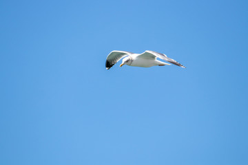 dynamic flying seagull on the sky
