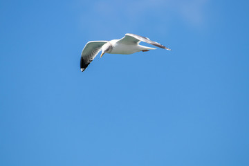 dynamic flying seagull on the sky