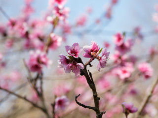 Obraz premium Fleurs roses du pêcher commun (Prunus persica) au début du printemps sous un ciel bleu