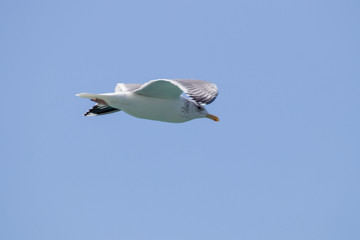 dynamic flying seagull on the sky