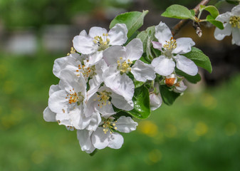 Flowering branch of apple tree.macro