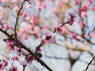 Fleurs roses du pêcher commun (Prunus persica) au début du printemps sous un ciel bleu