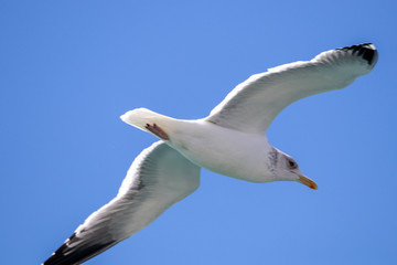 dynamic flying seagull on the sky