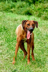 The purebred African Rhodesian Ridgeback is a remarkable sporting breed of dog.