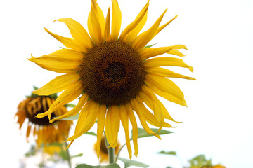 Fresh Sunflower field close up in shallow depth of field. Summer background. Beautiful nature background with sunflowers