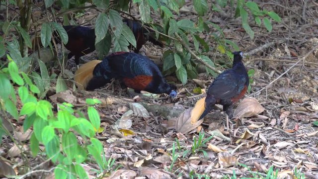 Borneo Crested fireback is the rare bird that lives in Borneo jungle.