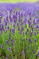 Lavender violet flowers blooming in the garden, beautiful lavender meadow