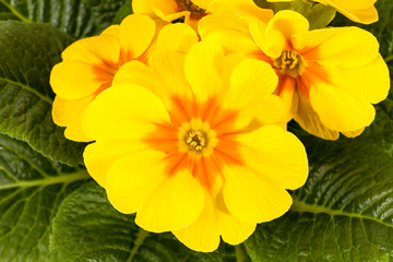 Spring flower of yellow  Primula vulgaris bloomin in the garden