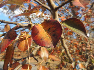 Pear leaf in autumn
