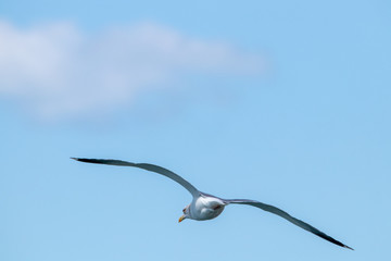 dynamic flying seagull on the sky