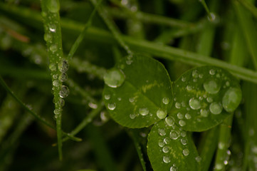 macro rain drops on grass and leaves