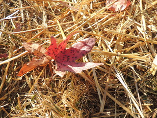 Fall leaf on hay