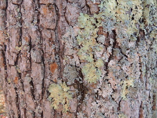 Moss on tree
