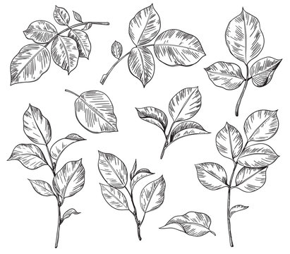 Hand drawn set of Rose Leaves