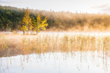Reeds on misty lake, Sweden.