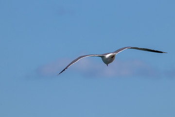 dynamic flying seagull on the sky