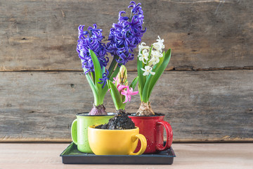 Blue, white and pink hyacinths flowers in cups on old wooden background