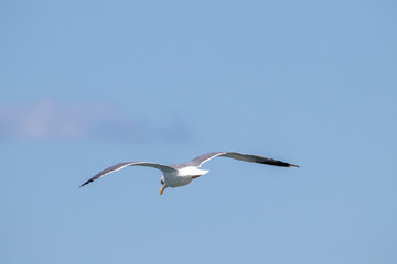 dynamic flying seagull on the sky