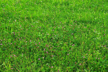 Green summer grass on an alpine meadow - abstract background