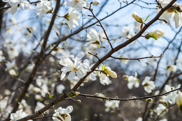 Nice white magnolia tree flowers spring sunny day nature awakening