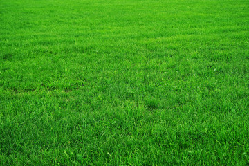Green summer grass on an alpine meadow - abstract background
