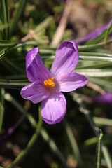 Fiore da giardino color lilla