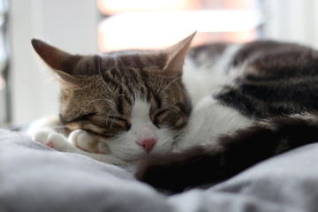 Cute tabby cat sleeping by the window. Selective focus.