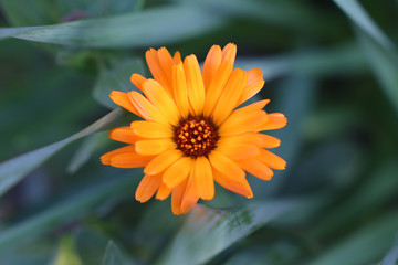 Calendula, fiore da giardino