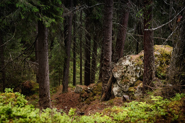 Mossy rock in a wild forest