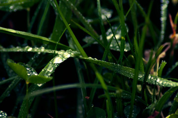 Fototapeta na wymiar macro rain drops on grass and leaves