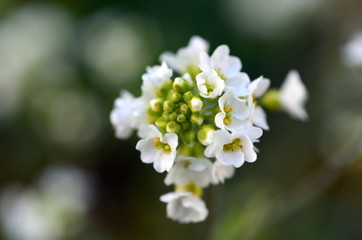 Blüte einer Zwerg-Gänsekresse