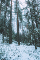 Very beautiful winter forest in Finland