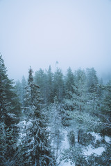 Very beautiful winter forest in Finland