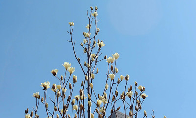목련