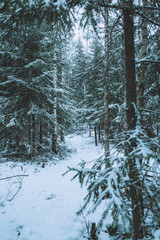 Very beautiful winter forest in Finland