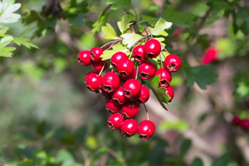 branch of wild bushes with red and yellow crataegus fruits