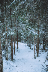 Very beautiful winter forest in Finland