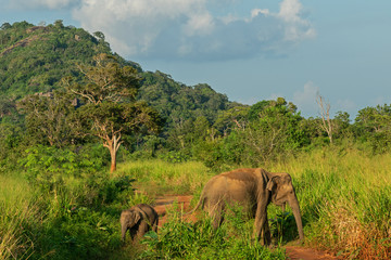 Obraz premium Elephants wild animals in green jungle, Sri Lanka, Habarana National Park mountain landscape.