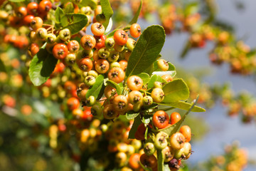 branch of wild bushes with red and yellow crataegus fruits