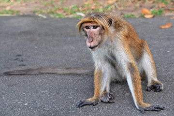 Monkey sitting on the road, Sri Lanka.