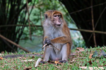 Monkey sitting in jungle, Sri Lanka, Royal Botanical Gardens, Peradeniya, Kandy.