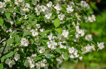 Green branches of a bush covered with small white flowers.Macro